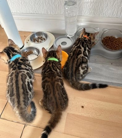 Bengalische Kätzchen