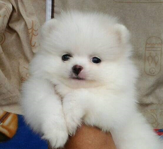 12 Wochen alter Spitz Pomeranian Hund