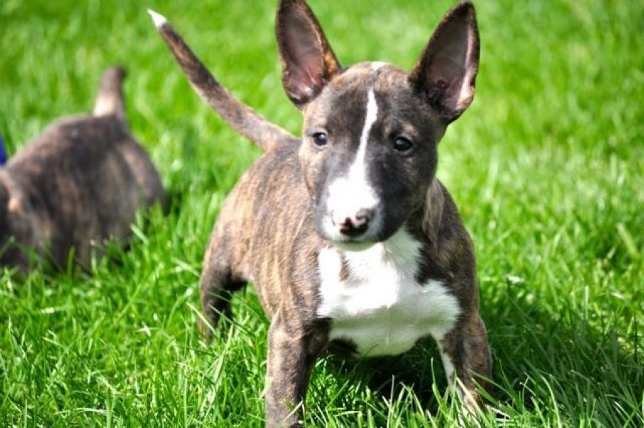   Mini Bullis mit VDH/FCI Papieren