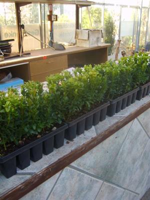 Buxus sempervirens 100 Stück Buchsbaum 8/15 Hecken Buchs Pflanzen 310036  65,00 €