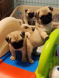 Hellbraune Mopswelpen zur kostenlosen Adoption.