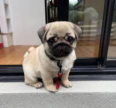 Hellbraune Mopswelpen zur kostenlosen Adoption.