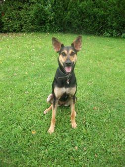 Danca – Wohlerzogene, anhängliche Schönheit sucht liebevolle Couch!