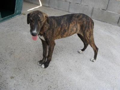 Becky – Fröhliches Sunnygirl sucht fröhliche Familie!