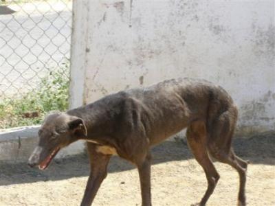 Nita – Schokobraune Galga bietet Liebe, Liebe, Liebe!