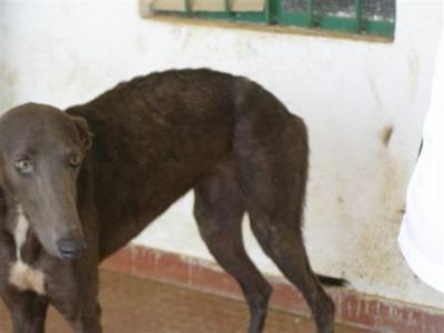 Nita – Schokobraune Galga bietet Liebe, Liebe, Liebe!