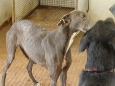 Nita – Schokobraune Galga bietet Liebe, Liebe, Liebe!