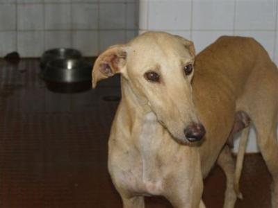 Lora – Wunderschöne Galga möchte die Welt erobern!