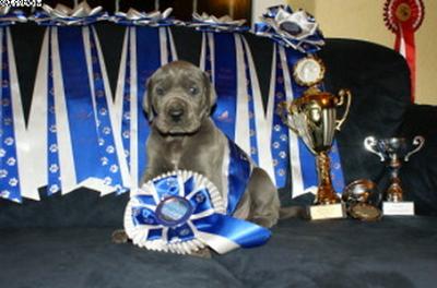 Deutsche Doggenwelpen