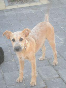 Peka – Zuckersüße Ulknudel sucht fröhliche Couch-Geber!