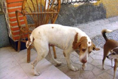 Lola – Dankbarkeit, Schönheit, Liebe und Noblesse für jeden Haus halt!