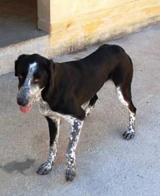 Dalia – Grazile, ausdrucksstarke „Große“ auf Familieneroberungs-Kurs!