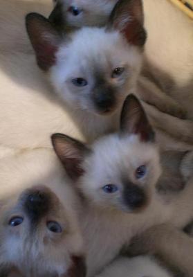 Süße, reinrassige Siamkatzenkinder abzugeben