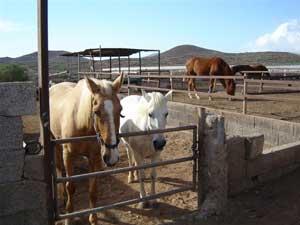 Ferienwohnung Amarilla Golf auf Teneriffa Süd