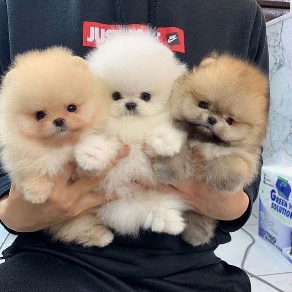 Teacup Pomeranian Welpen zu verkaufen.