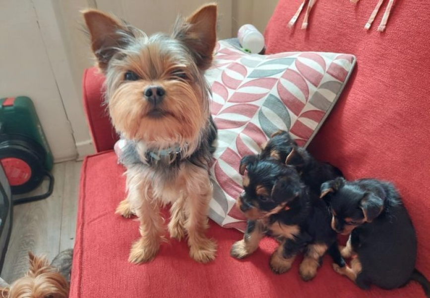 Miniatur-Yorkshire-Welpen zu verkaufen