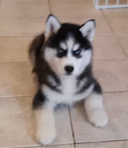 Siberian Husky Welpen