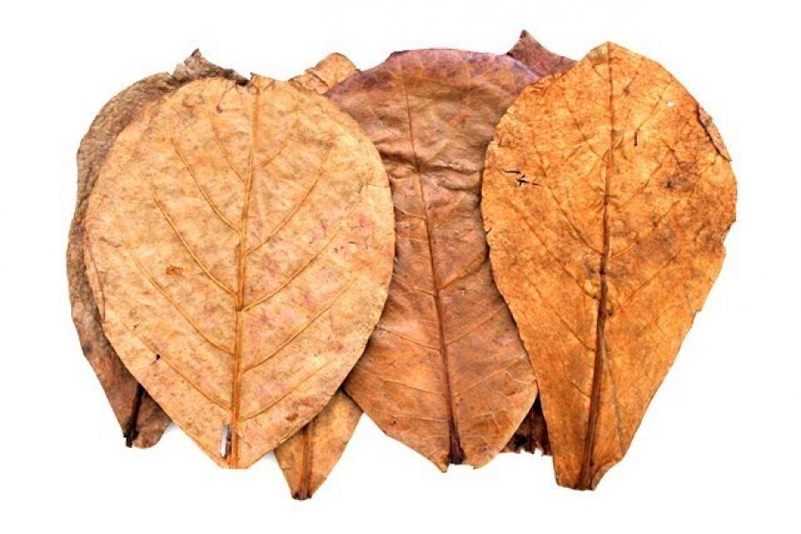 10 Seemandelbaumblätter 10-15cm für Garnelen Krebse Welse Aquarium