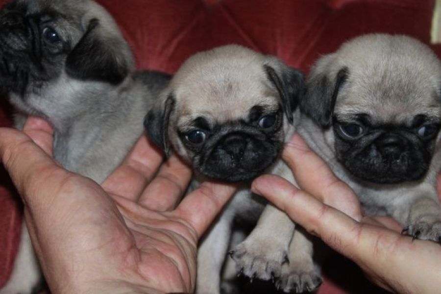 Babys Mops welpen männlich und weiblich Flieder