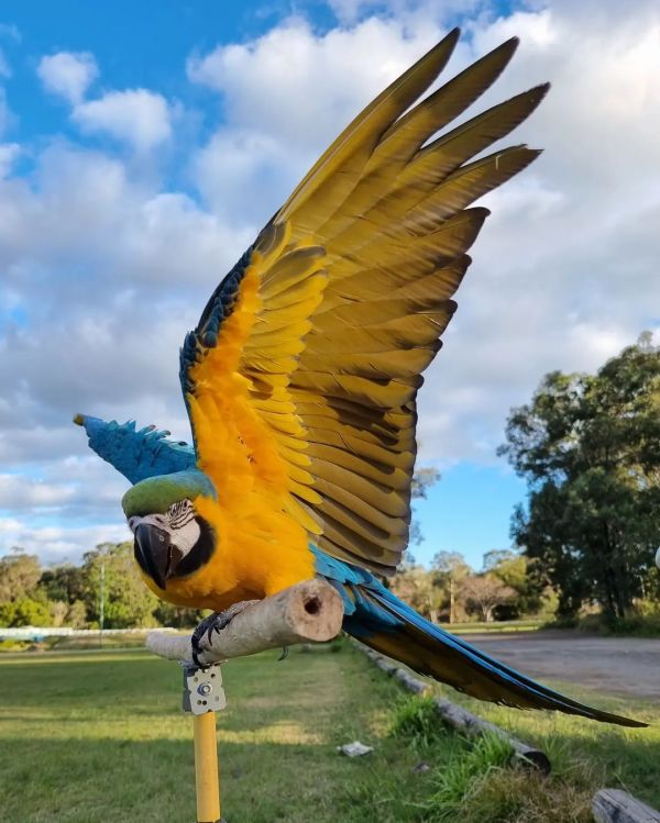 Paar Papagei Ara Gelbbrust Handzahme