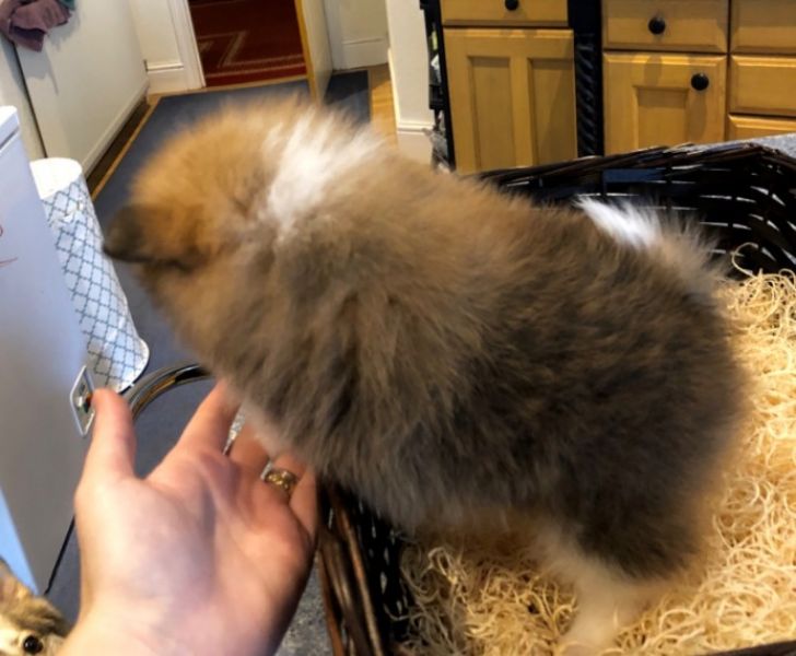 Pomeranian Mini-Spitz (männlich und weib  