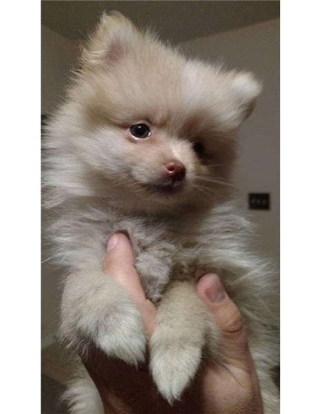 Zwergspitz (Pomeranian) Welpen