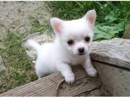 Zucker süße chihuahua welpe zu verkaufen