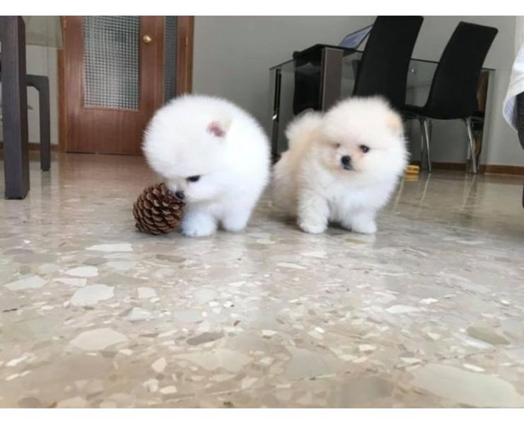  Zwergspitz (Pomeranian)