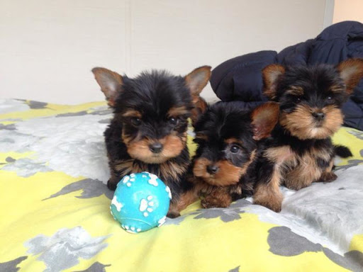 Schönes Haus Erhöht Yorkshire Terrier Welpen