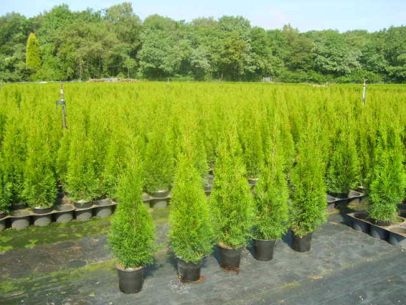 Smaragd 100 Stück Thuja Lebensbaum 80/100 T21 Hecken 310890 798,50 €