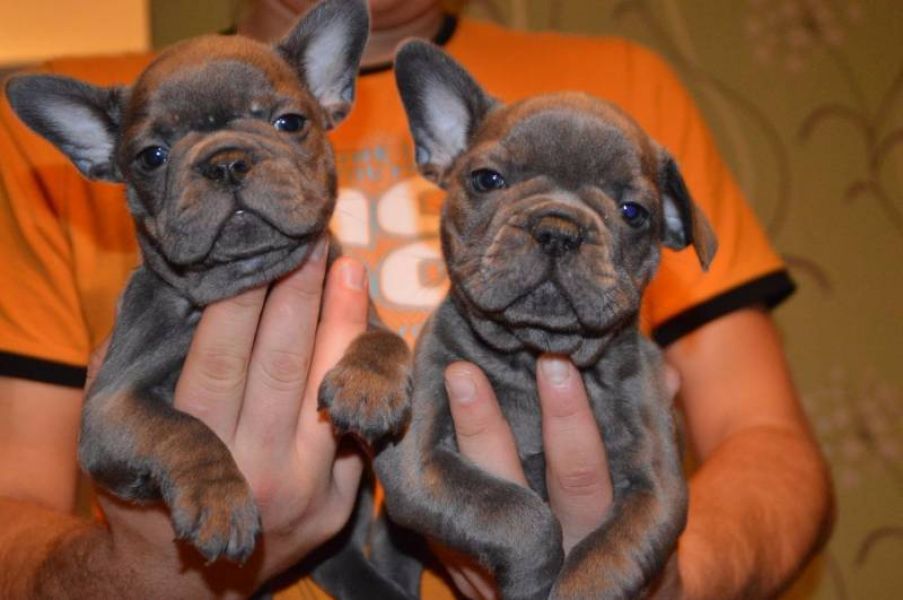 Französische Bulldogge männlich und weiblich