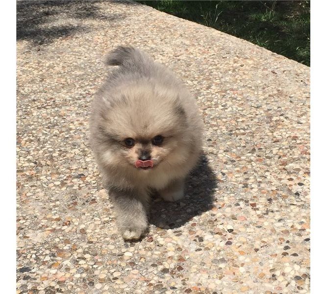 Zwergspitz (Pomeranian) Welpen