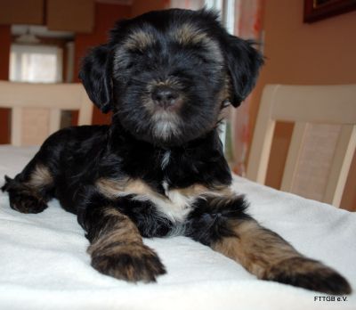4 Tibet Terrier Welpen