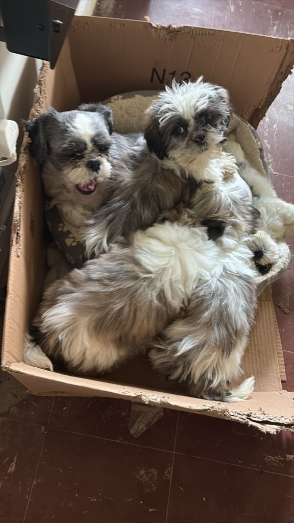 Bezaubernde Shih Tzu Welpen. Kontaktieren