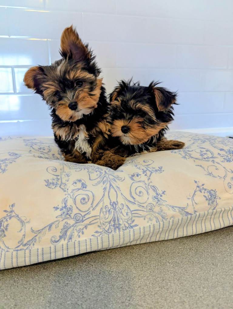 Yorkshire Terrier Welpen... Kontaktieren Sie mich per