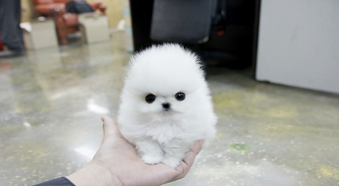 Pomeranian Welpen zu verkaufen