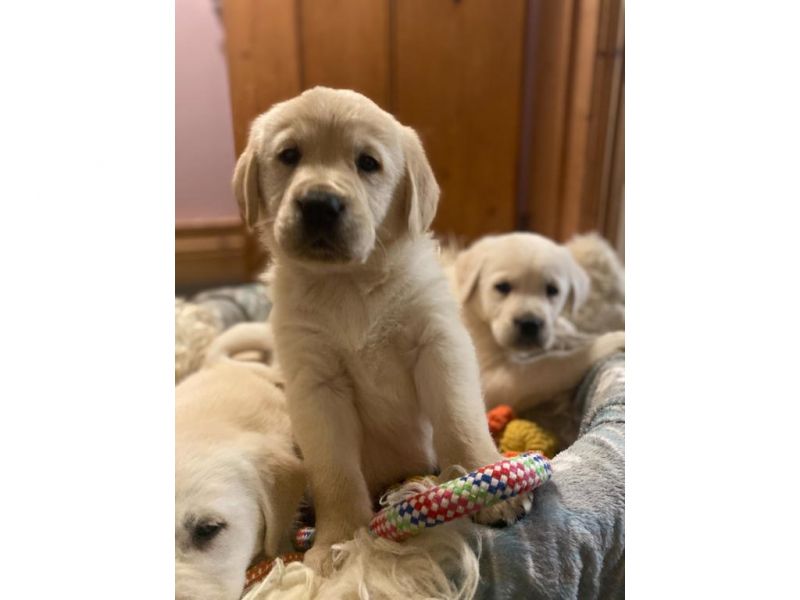 Golden Retriever Welpen zu verkaufen