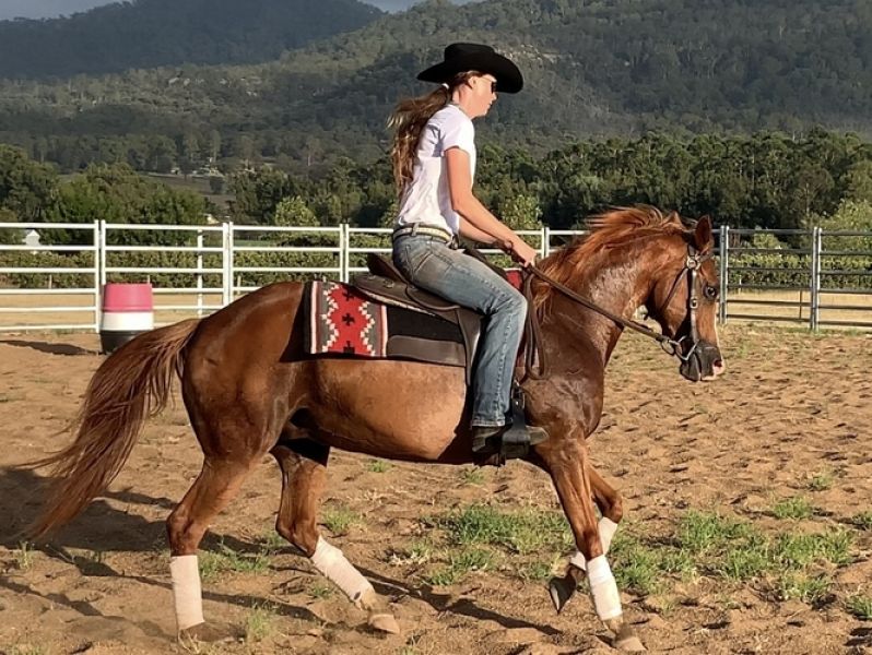 Zangersheide Springpferd