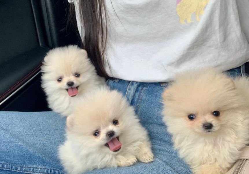 Pomeranian Zwergspitzwelpen suchen ein liebevolles zu Hause