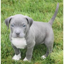 American Staffordshire Welpen Blue Line