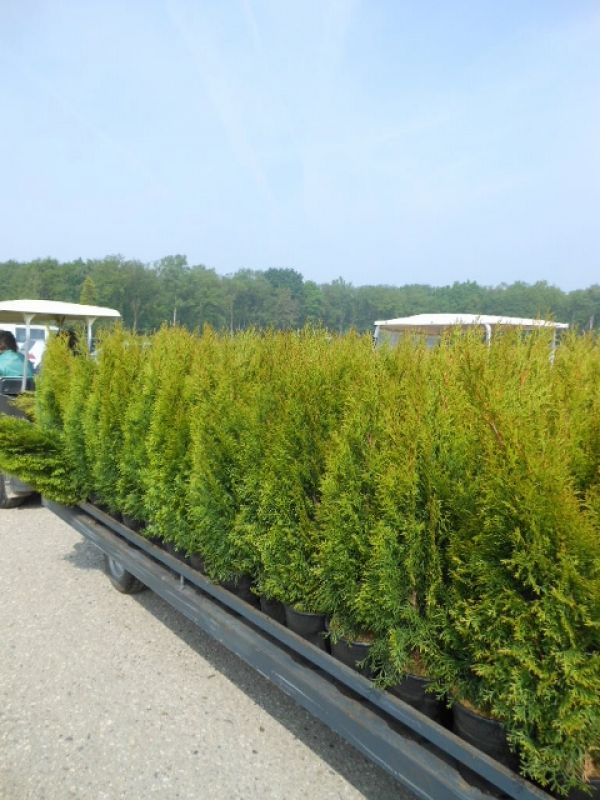 Smaragd 100 Stück Thuja Lebensbaum 80/100 T21 Hecken 310890 798,50 €