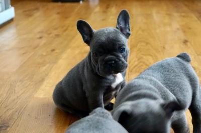 Magnificent Französisch Bulldog Welpen zum Re-Homing
