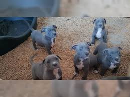 Original Reinrassiger Pitbull blue line