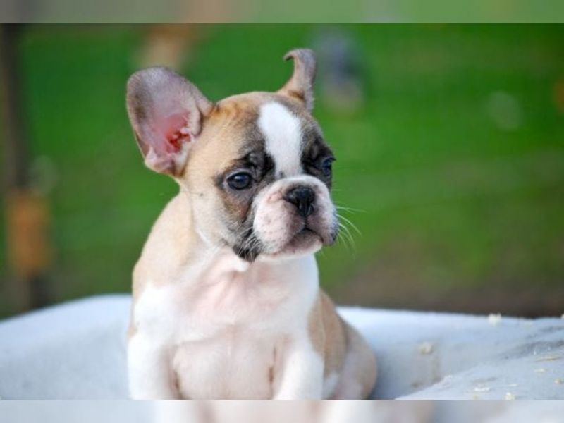 Wunderschöne  Französische Bulldogge Welpen mit papieren
