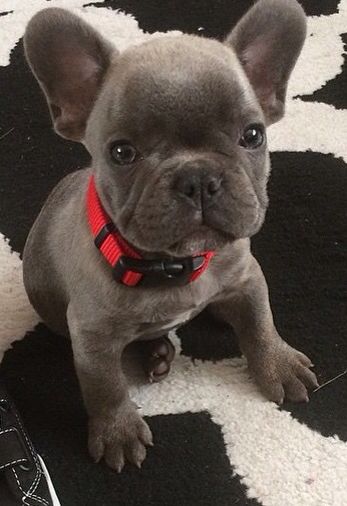 Französische Bulldogge männlich und weiblich Flieder 