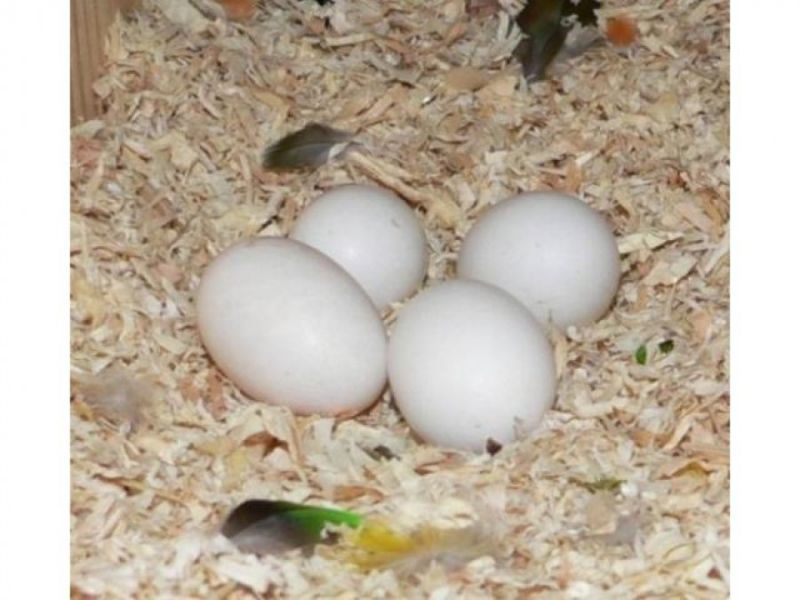 Parrots for sale, parrots eggs for sale 