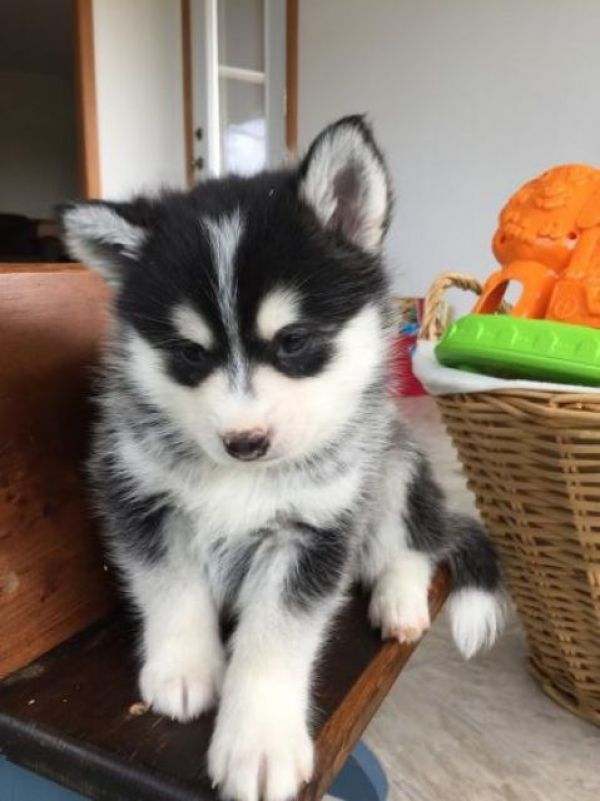 Reinrassige pomsky Welpen