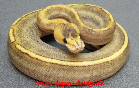  Verkaufe Boas, Pythons und Nattern verschiedene Varianten