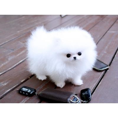 Pomeranian Zwergspitz Welpen schneeweiß Boo!