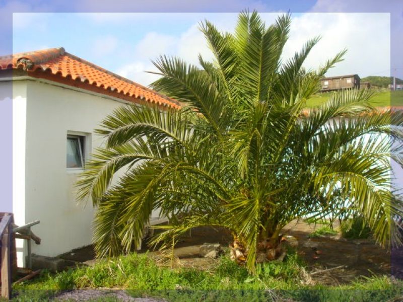 Portugal - Traditioneller „Palheiro“ 